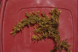 Image of Brown seaweed