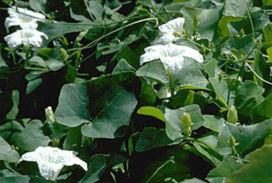 Image of ivy gourd