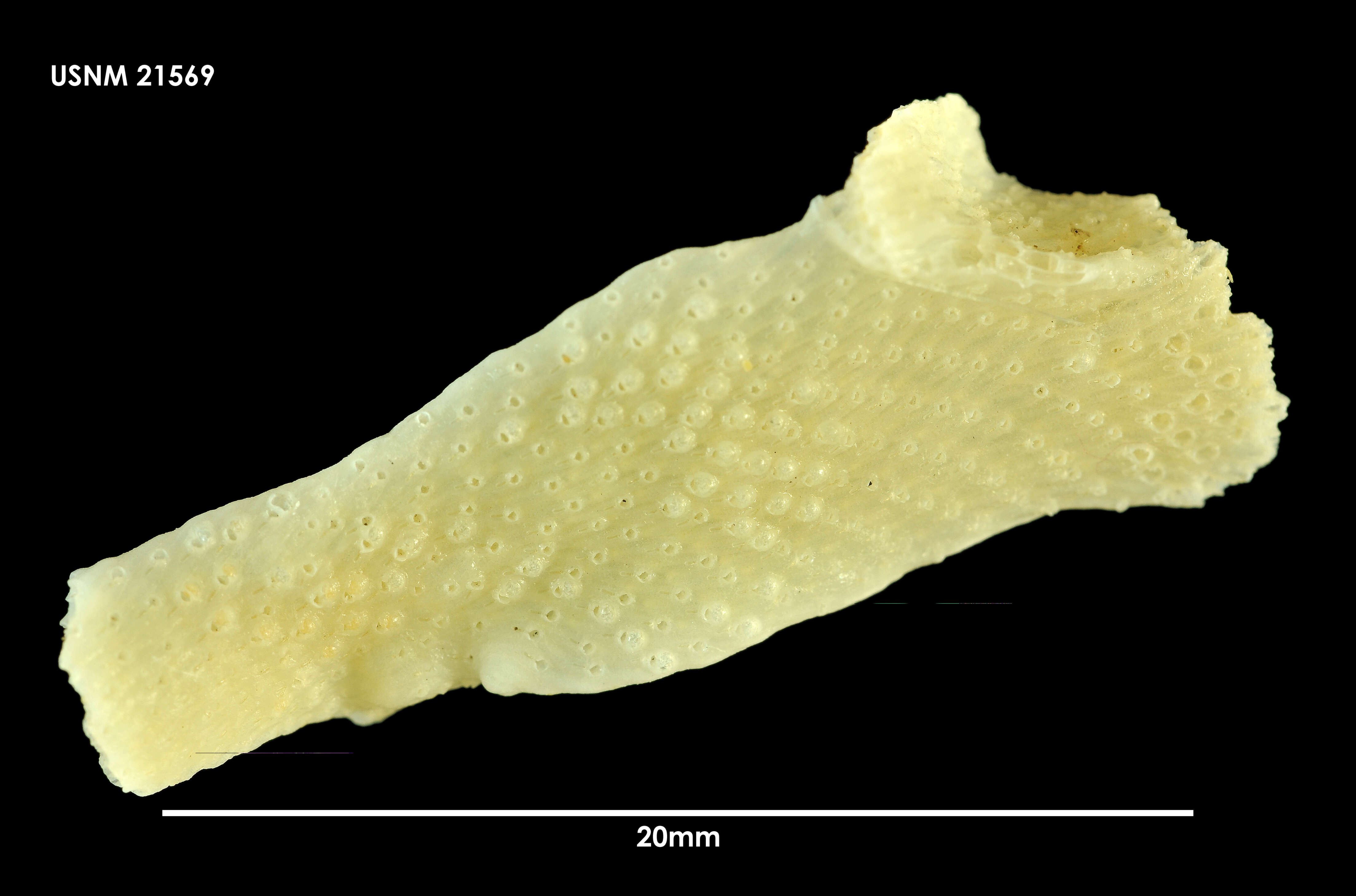 Image of Isoschizoporella tricuspis (Calvet 1909)