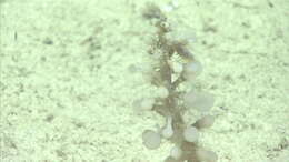 Image of Chondrocladia Thomson 1873