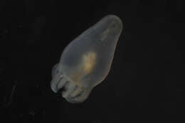 Image of Cerianthidae