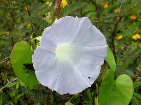 Image of Blue morning glory