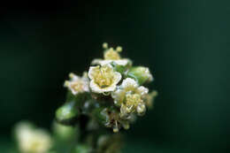 Image of Indian mallow