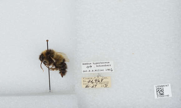 Plancia ëd Bombus hyperboreus Schönherr 1809