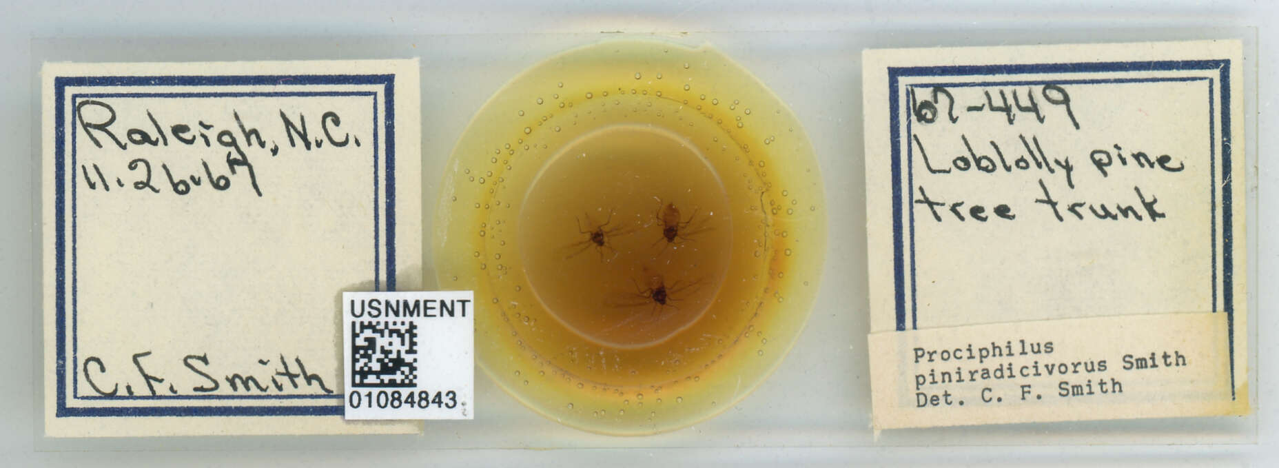 Image of Prociphilus (Prociphilus) piniradicivorus Smith & C. F. 1969