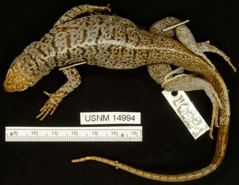 Image of Common Pacific Iguana