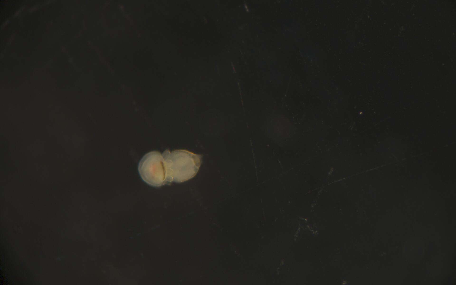 Image of Phoronidae