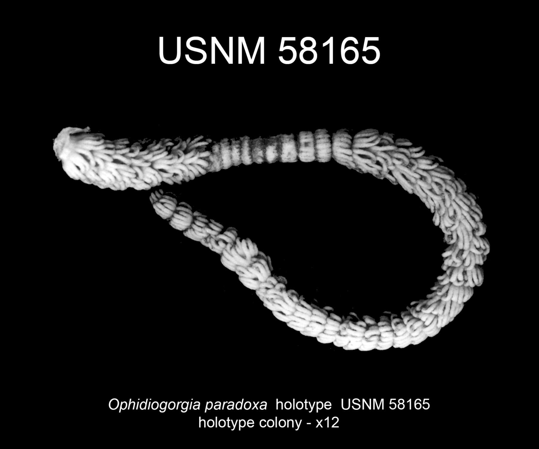 Imagem de Ophidiogorgia Bayer 1980