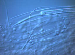 Image of creatures