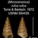 Image of <i>Microceramus <i>rufus</i></i> rufus