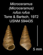 Imagem de <i>Microceramus <i>rufus</i></i> rufus