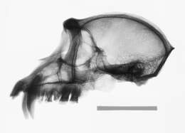 Image of Macaca fascicularis fascicularis (Raffles 1821)