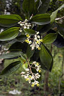 Imagem de Miconia mirabilis (Aubl.) L. O. Williams