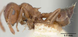 Crematogaster manni Buren 1968 resmi