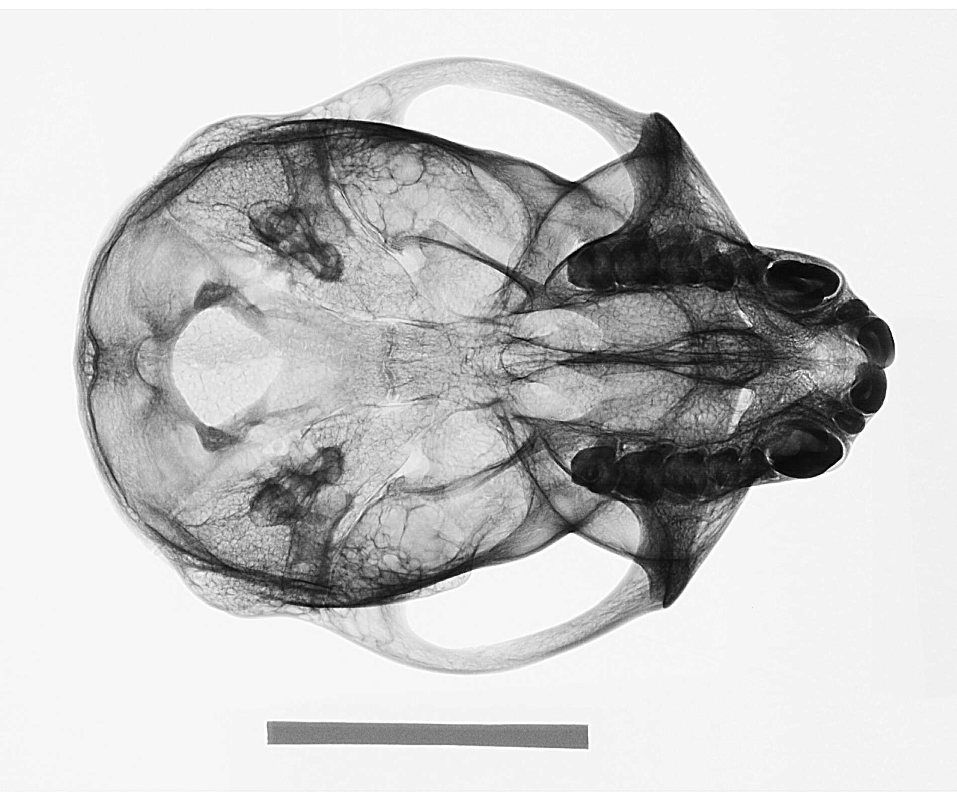 Image of Cercopithecus mitis kolbi Neumann 1902