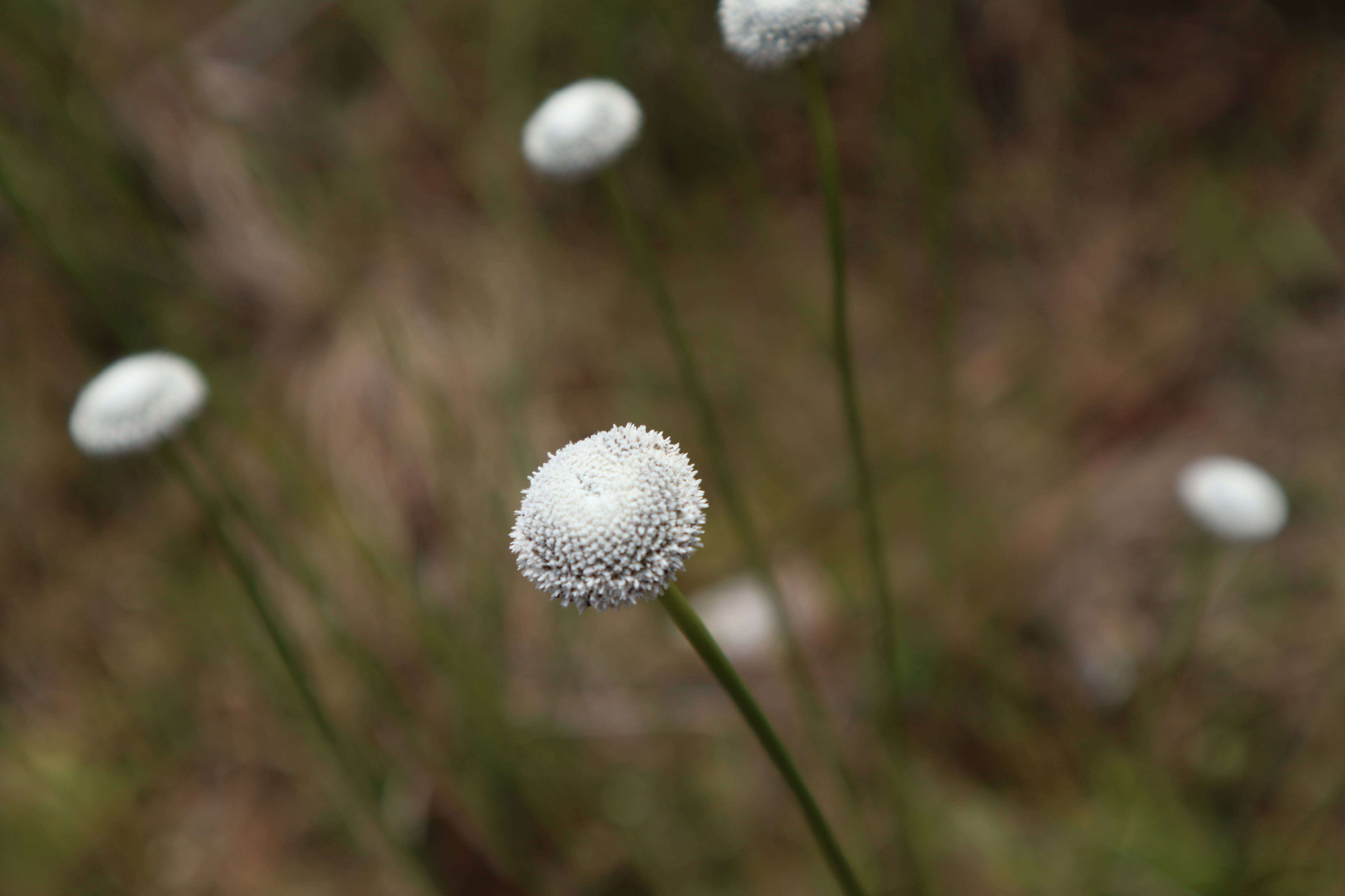 Image of flattened pipewort
