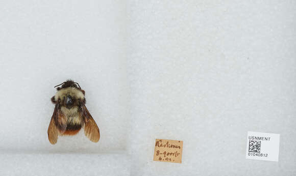 Image of Bombus tunicatus Smith 1852