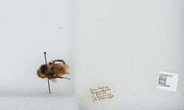 Image of Bombus opifex Smith 1879