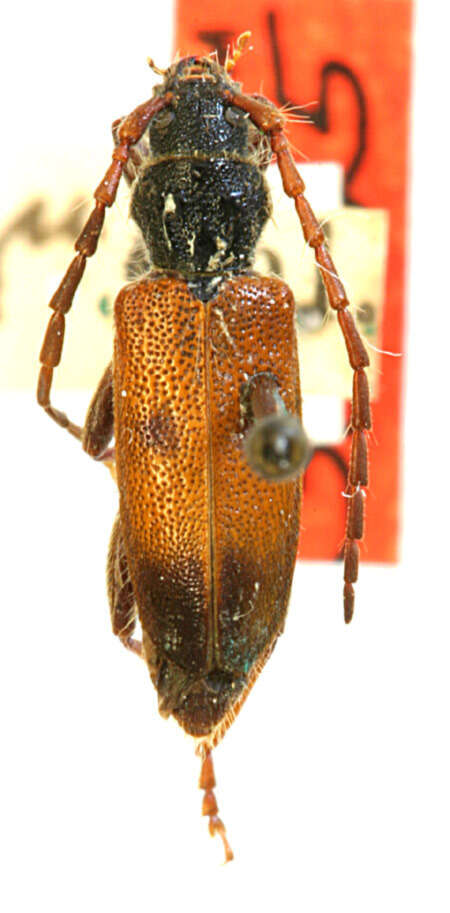 Image of Semanotus amplus (Casey 1912)