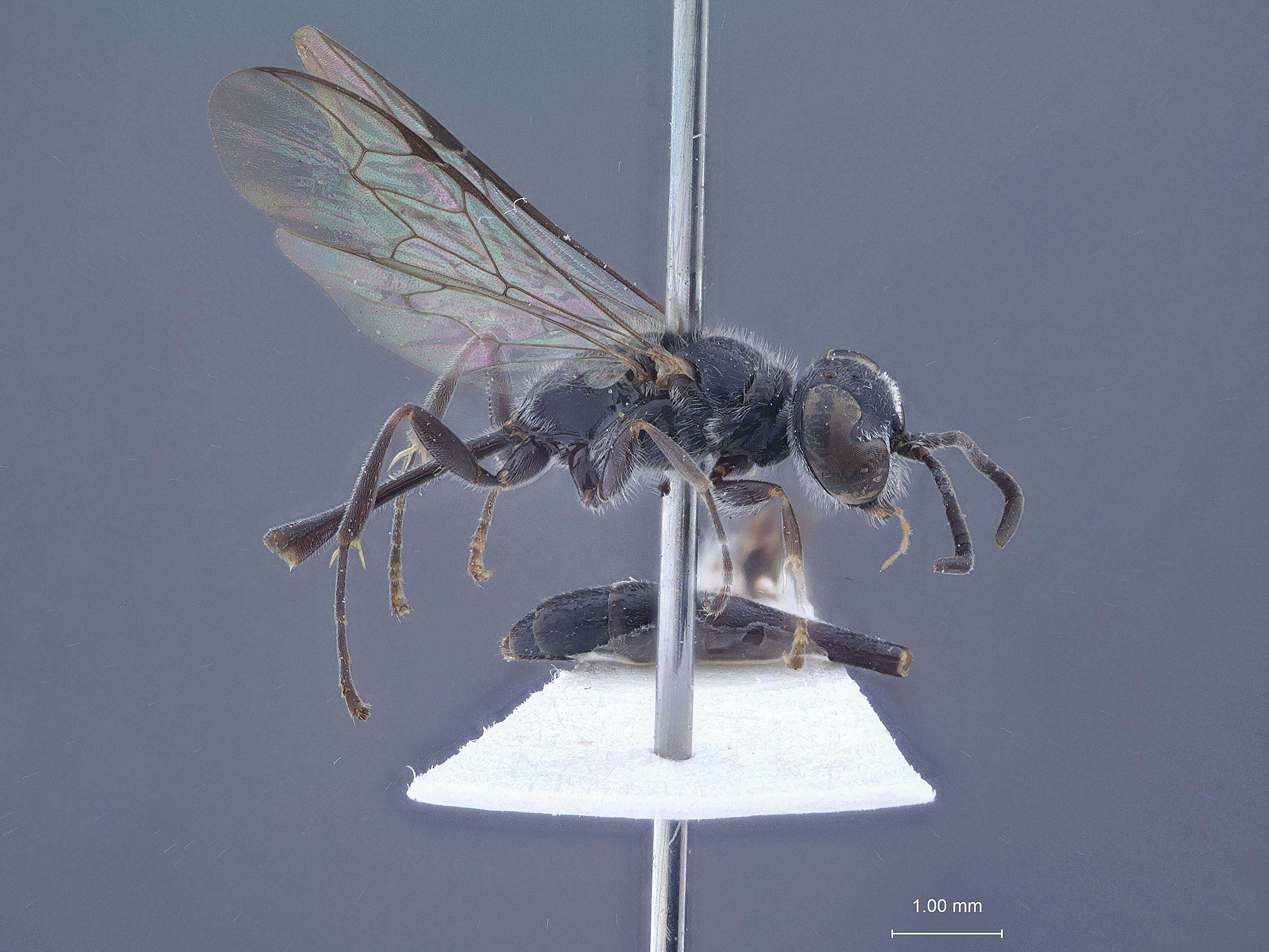 Image of Rhopalum murotai Tsuneki 1973
