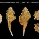 Image of Cymatium testudinarium (A. Adams & Reeve 1850)