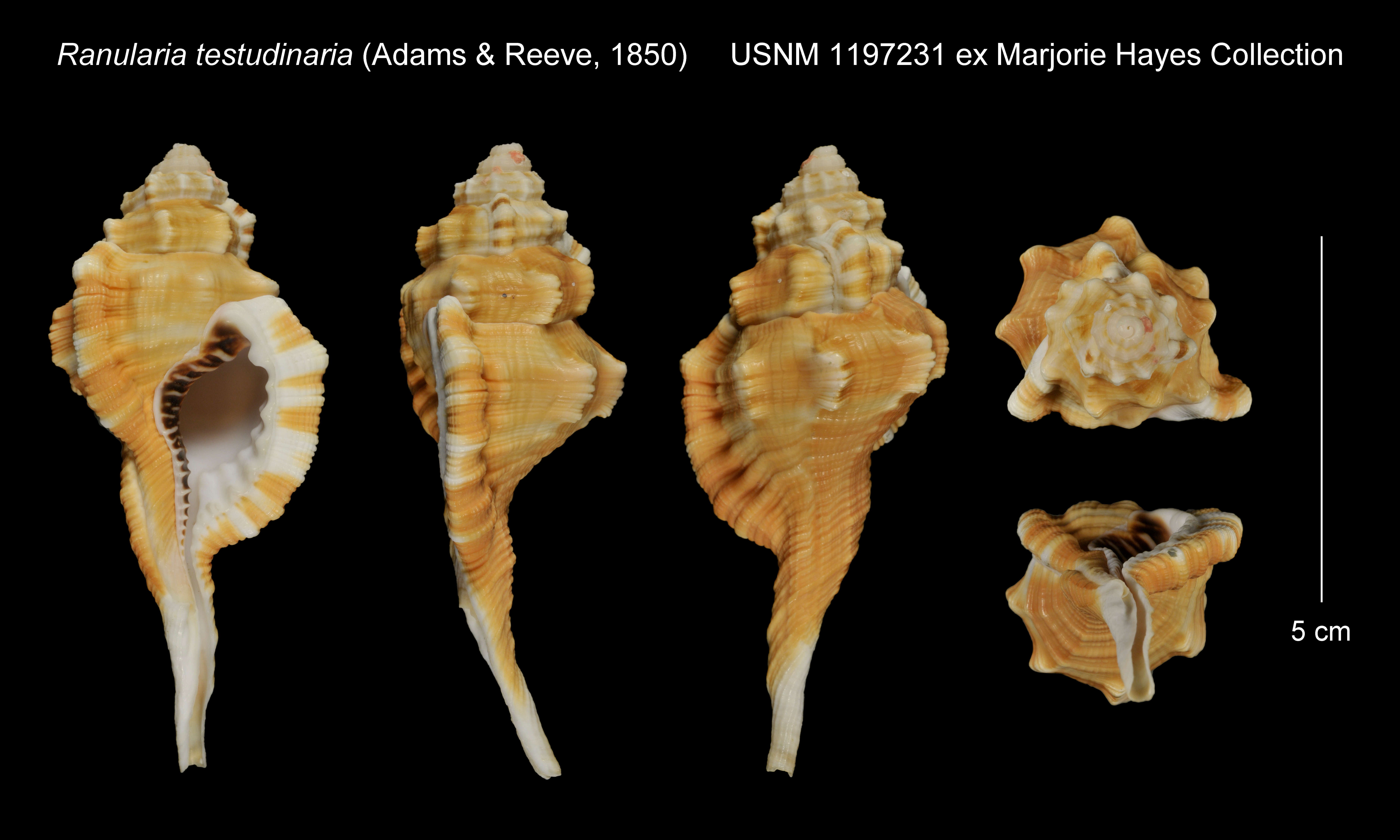 Image of Cymatium testudinarium (A. Adams & Reeve 1850)