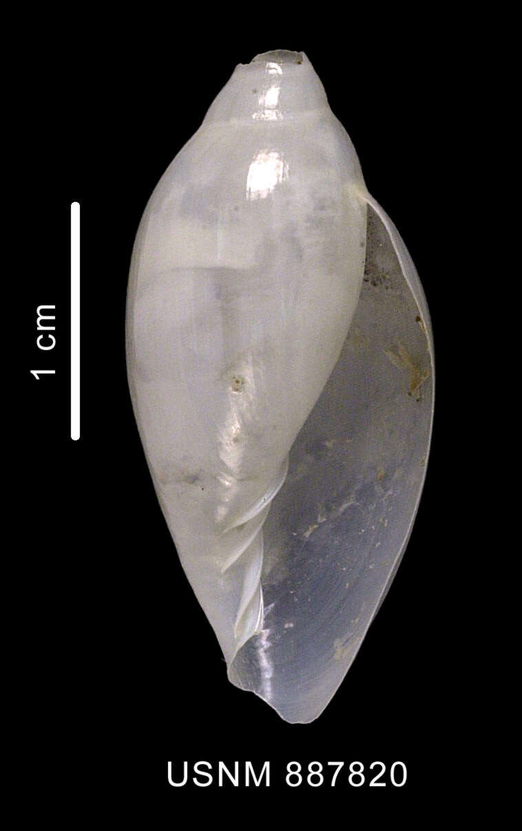 Image of Volvarina ealesae (Powell 1958)