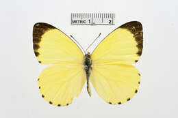 Image of Belenois solilucis Butler 1874