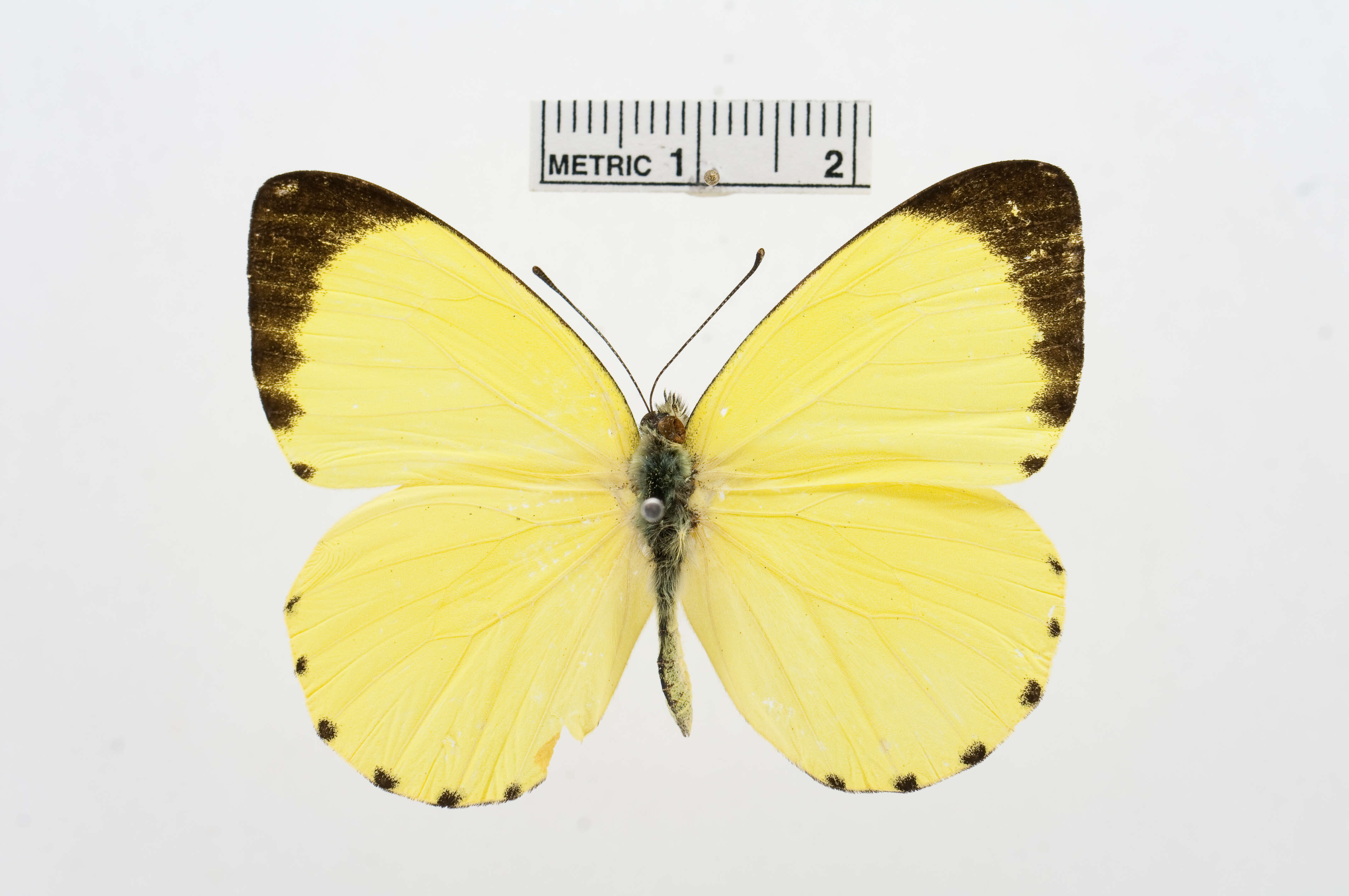 Image of Belenois solilucis Butler 1874