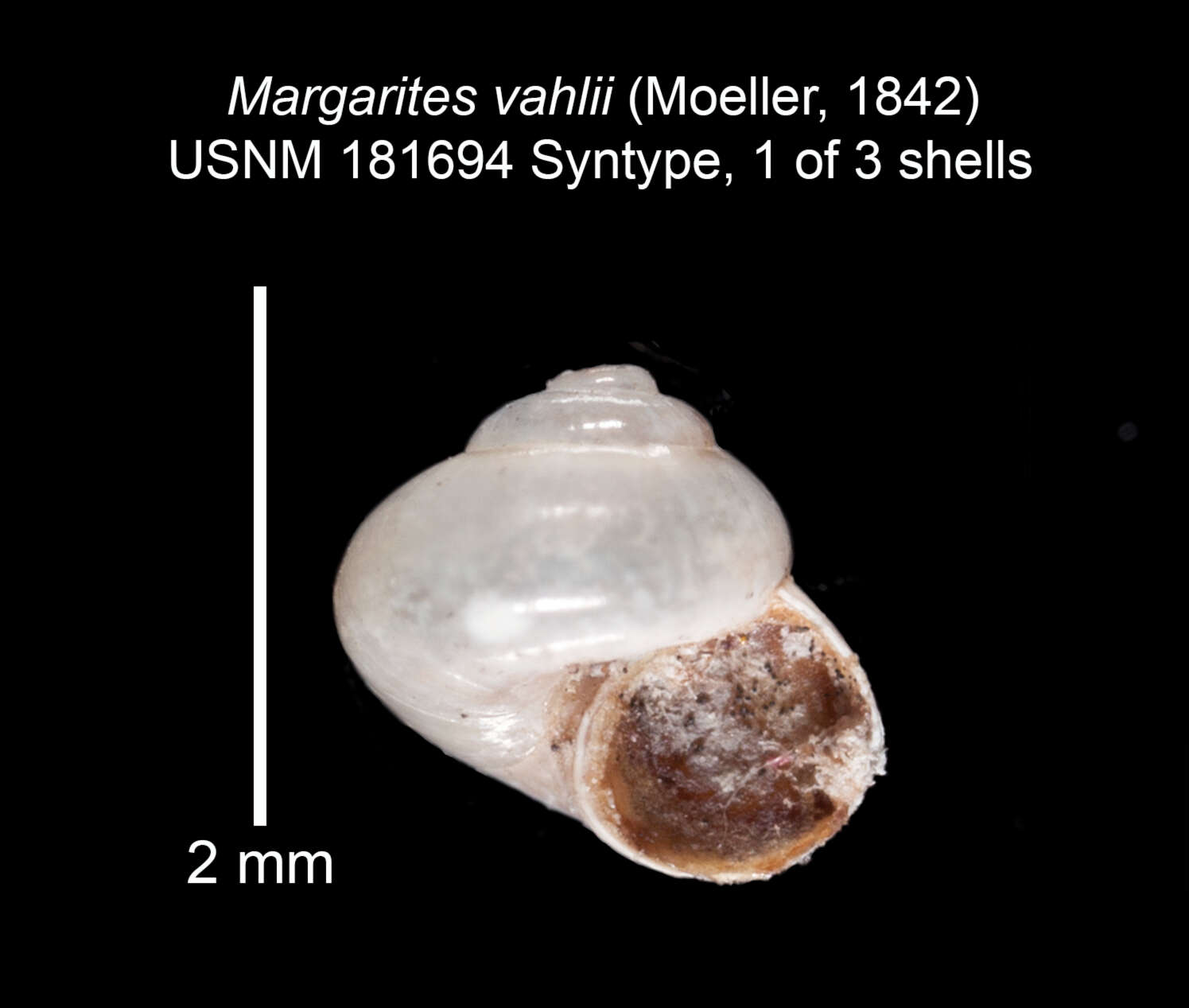 Image of Margarites vahlii (Møller 1842)