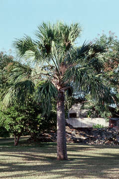 Image of Puerto Rico palmetto