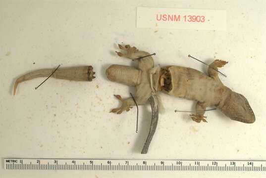 Image of Saint George Island Gecko