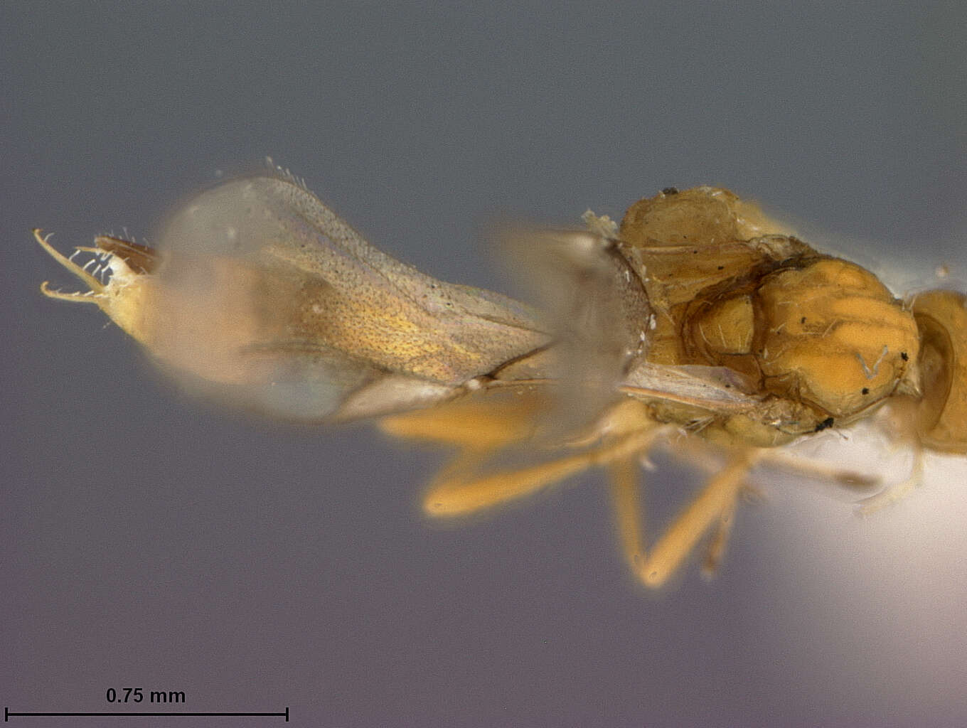 Image of Trioxys struma Gahan