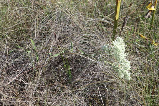 Plancia ëd Eupatorium leucolepis (DC.) Torr. & A. Gray