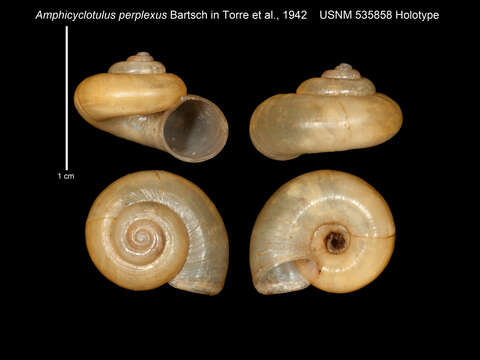 Image of <i>Amphicyclotulus perplexus</i>