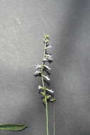 Image of White Lobelia