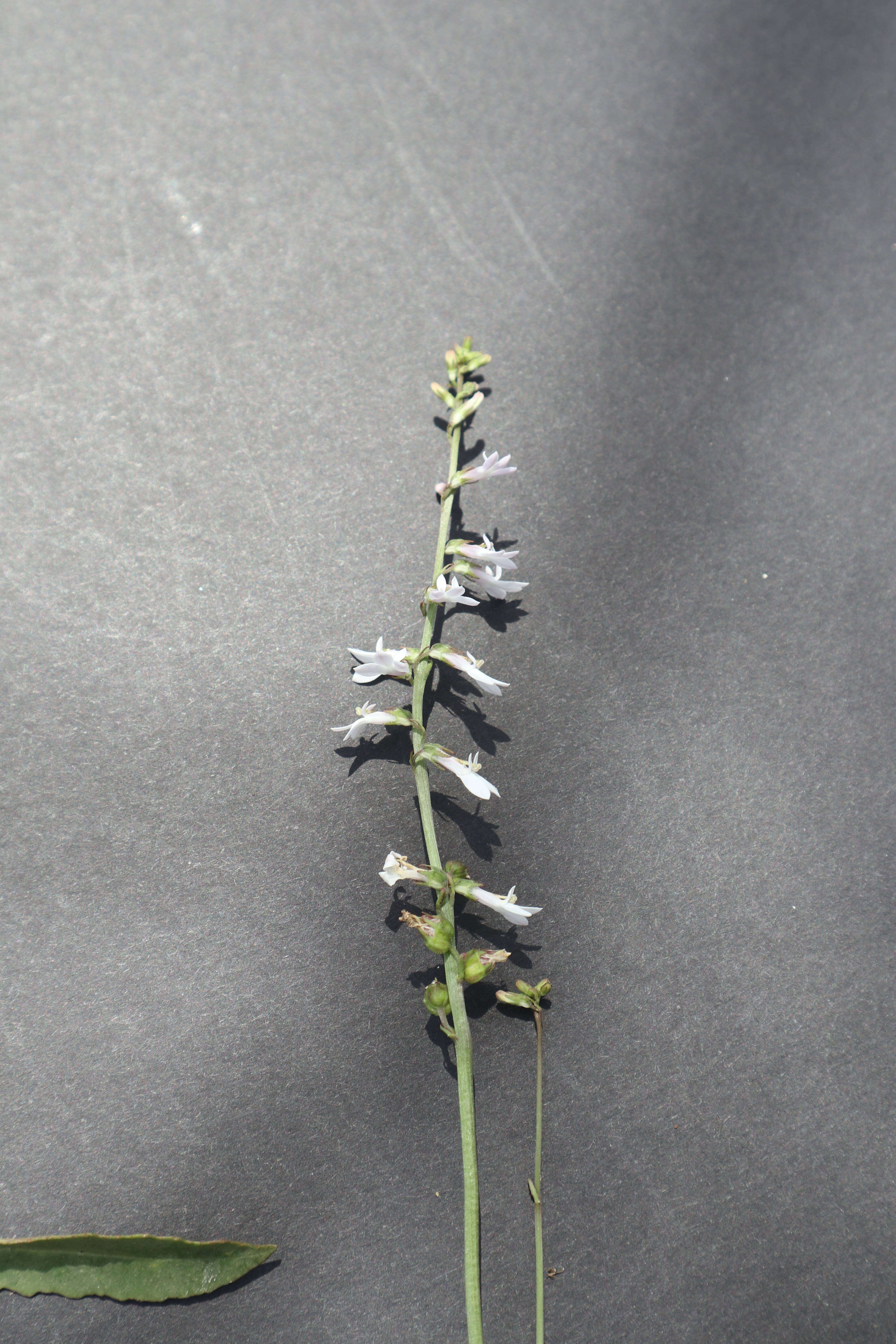 Image de Lobelia paludosa Nutt.