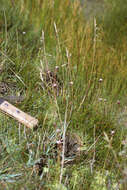 Image of Poa pugionifolia Speg.