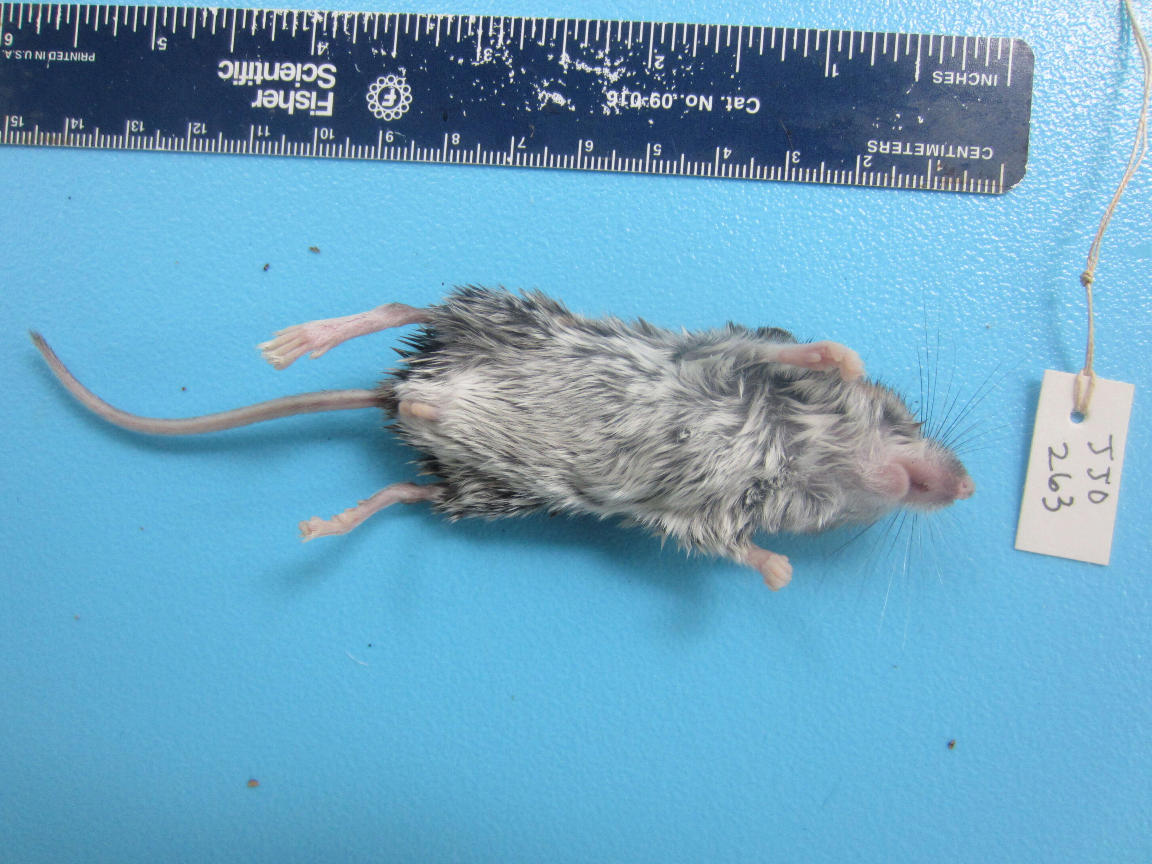 Image of White-footed Deermouse