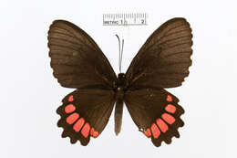 Image of Parides erithalion (Boisduval 1836)