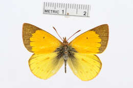 Image of Colias euxanthe Felder & Felder 1865