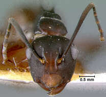 Image de Polyrhachis durvillei Donisthorpe 1938