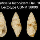 Sivun Clathromangelia fuscoligata (Dall 1871) kuva
