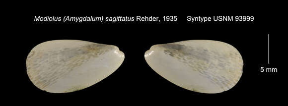 Слика од Amygdalum sagittatum (Rehder 1935)