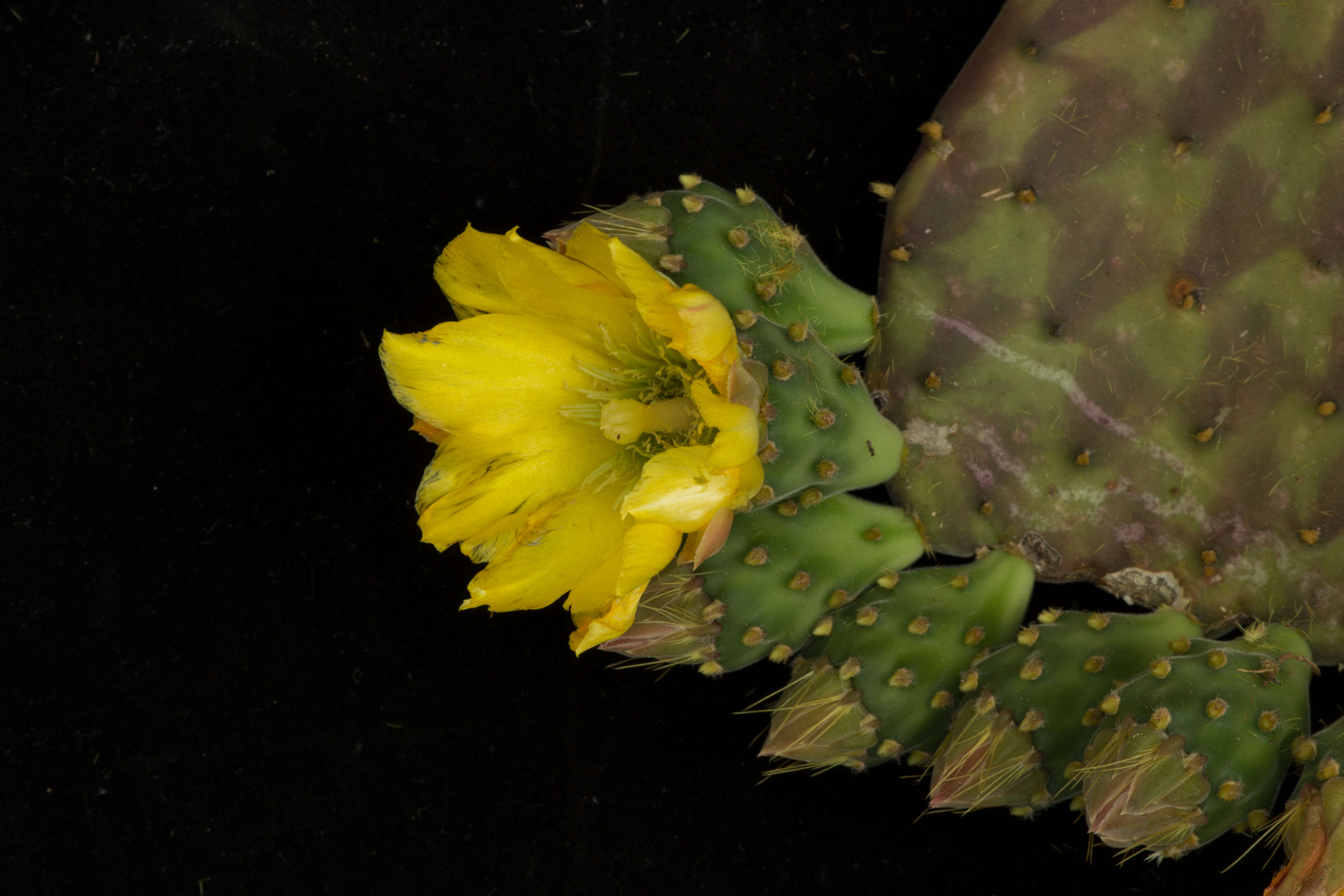 Image de Opuntia decumbens Salm-Dyck