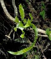 Image of Kauai korthal mistletoe