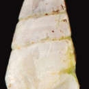 Image of Eulimastoma canaliculatum (C. B. Adams 1850)
