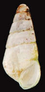 Plancia ëd Eulimastoma canaliculatum (C. B. Adams 1850)