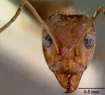 Image of Iridomyrmex gracilis minor Forel 1915