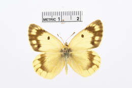 Image of Colias alpherakii Staudinger 1882